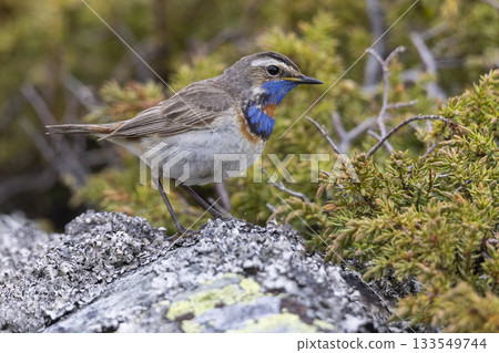 Bluethroat perched on rocky surface in the lush landscapes of Norway during spring season Bluethroat perched on rocky surface in the lush landscapes of Norway during spring season 133549744