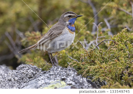 Bluethroat perched on rocky surface in the lush landscapes of Norway during spring season 133549745