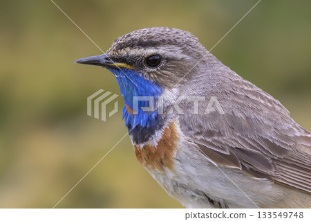 Bluethroat perched peacefully in Norway displaying vibrant plumage during early morning light Bluethroat perched peacefully in Norway displaying vibrant plumage during early morning light 133549748