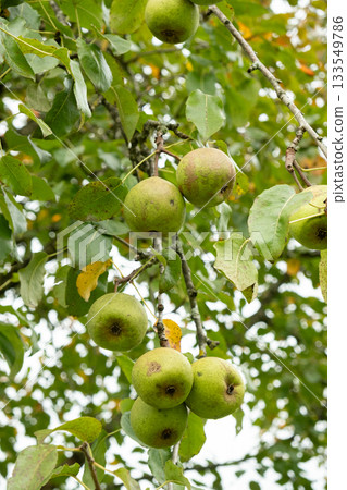 Organic Green Pears on a Tree with Lush Leaves 133549786