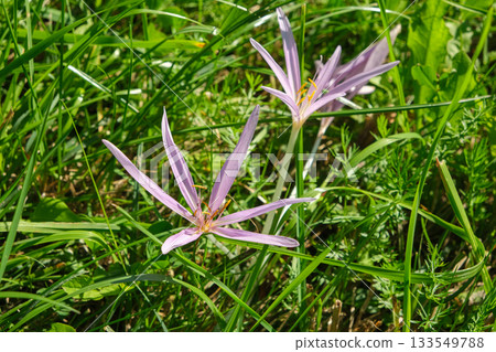 Summer Bloom of Colchicum Autumnale Wild Meadow Flower Summer Bloom of Colchicum Autumnale Wild Meadow Flower 133549788