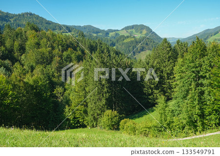 Beautiful alpine nature, wooded Alps in summer. 133549791