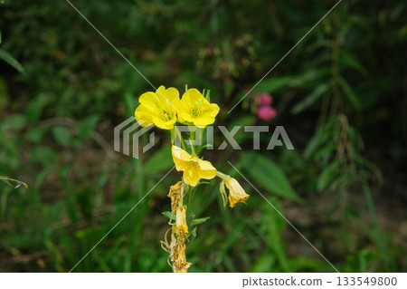 Close-up of Oenothera Biennis Blooming in a Green Meadow 133549800