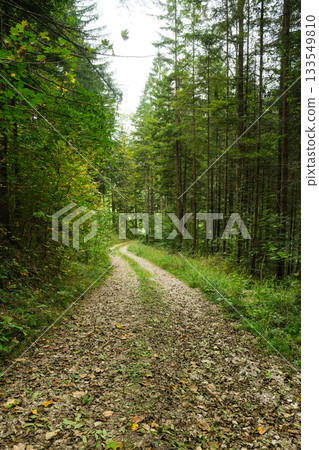 Summer hiking trail winding through lush green deciduous forest landscape Summer hiking trail winding through lush green deciduous forest landscape 133549810