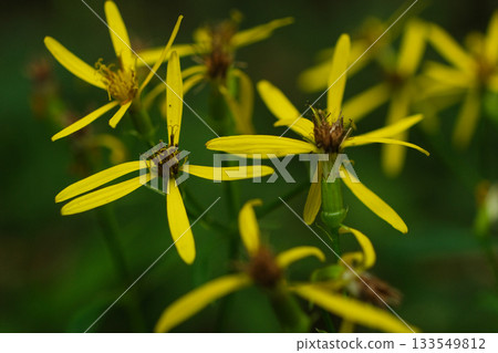 Close-up of Wild Senecio Ovatus Blooming on Woodland Floor 133549812