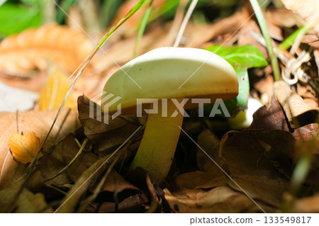 Wild White Mushroom Growing on Forest Floor in Autumn Wild White Mushroom Growing on Forest Floor in Autumn 133549817