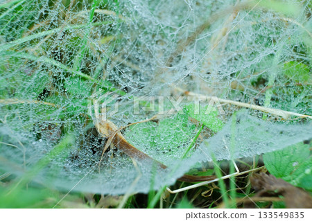 Delicate Cobweb Glistening with Water Droplets on Green Grass Delicate Cobweb Glistening with Water Droplets on Green Grass 133549835