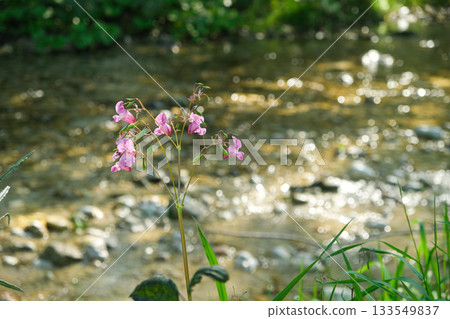 Wild Himalayan Balsam Flowers Blooming by a Mountain Stream 133549837