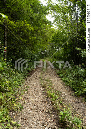 Deciduous forest, fresh green foliage, greenwood, path in the forest Deciduous forest, fresh green foliage, greenwood, path in the forest 133549845