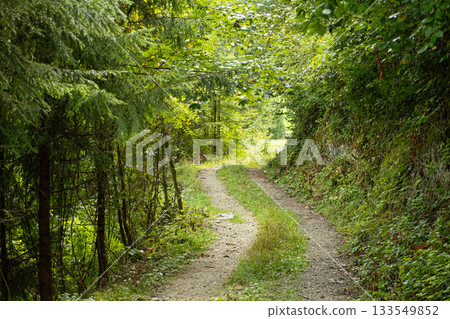 Summer hiking trail winding through lush green deciduous forest landscape Summer hiking trail winding through lush green deciduous forest landscape 133549852