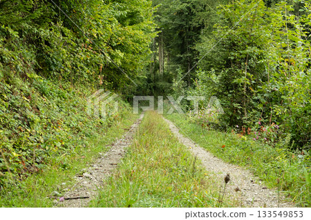 Summer hiking trail winding through lush green deciduous forest landscape 133549853