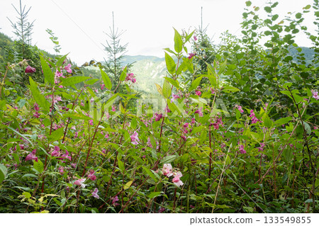 Pink Impatiens Flower Growing in the Wilderness of the Alps 133549855