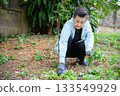 An old woman is happily gardening 133549929