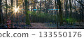 AnAmorphic Lens Blue Flare - Sunset Landscape in the Forest. 133550176