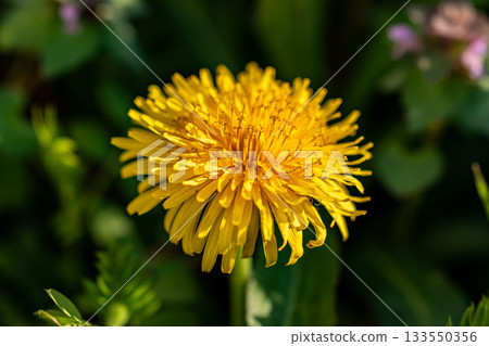  蒲公英 133550356
