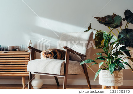 Multicolor cat pet sleeping on retro style armchair in modern scandinavian interior with many green house plants in hard sunlight. Biophilia style. Cozy, hygge home interior design. Selective focus Multicolor cat pet sleeping on retro style armchair in modern scandinavian interior with many green house plants in hard sunlight. Biophilia style. Cozy, hygge home interior design. Selective focus 133550370