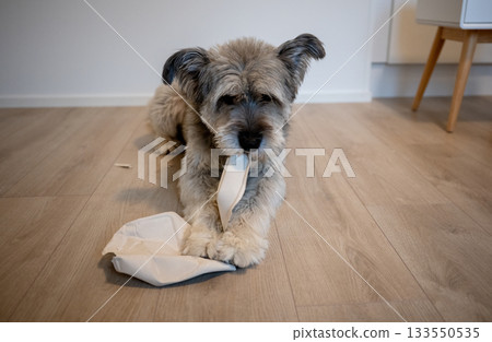 Fluffy dog chewing eco-friendly container piece while lying on wooden floor at home 133550535