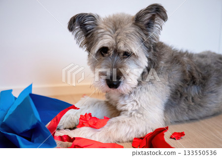 Playful dog tearing colorful paper sheets on wooden floor in bright modern home interior 133550536