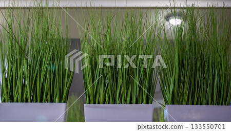 Indoor ornamental grass plants in white pots brighten a modern office decor scene 133550701