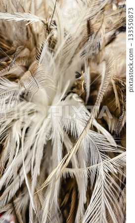Natural soft bird feathers texture background with brown and white fluffy plumage detail close up Natural soft bird feathers texture background with brown and white fluffy plumage detail close up 133550873
