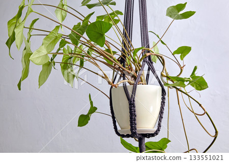 climbing houseplant in a hanging pot on a white background. climbing houseplant in a hanging pot on a white background. 133551021