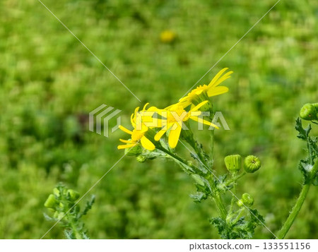 Close-up of the flower buds and flowers of the narrow-leaved ragwort against a blurred background. The Latin name is Senecio inaequidens. 133551156