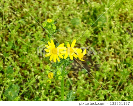 A close-up of the yellow flowers of the narrow-leaved ragwort against a blurred background. The Latin name is Senecio inaequidens. A close-up of the yellow flowers of the narrow-leaved ragwort against a blurred background. The Latin name is Senecio inaequidens. 133551157