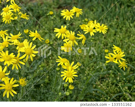 Close-up of the yellow flowers of narrow-leaved ragwort against a blurred background. The Latin name is Senecio inaequidens. Close-up of the yellow flowers of narrow-leaved ragwort against a blurred background. The Latin name is Senecio inaequidens. 133551162