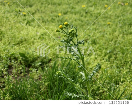 Close-up of the flower buds of the narrow-leaved ragwort against a blurred background. The Latin name is Senecio inaequidens. Close-up of the flower buds of the narrow-leaved ragwort against a blurred background. The Latin name is Senecio inaequidens. 133551166