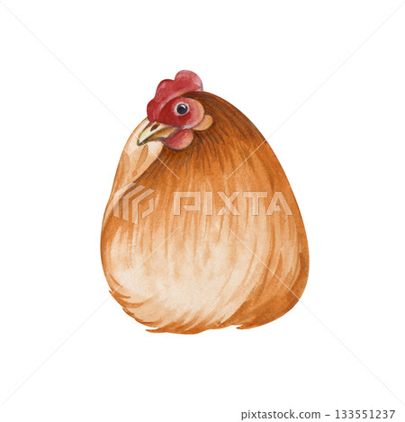 A sitting brown chicken on an isolated background. Watercolor illustration with birds in a poultry yard, made in natural colors for the decoration of farms and rural areas. Realistic chicken for 133551237
