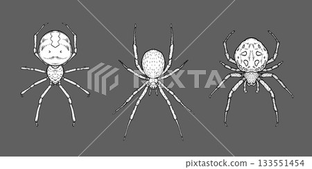 Hand-drawn spiders in detailed ink style on dark background, entomology concept. 133551454
