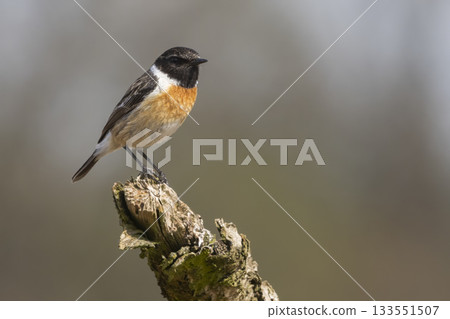 European stonechat perched on a branch at Leersumse Veld in the Netherlands during a sunny day 133551507