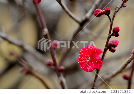 早春梅花 133551822