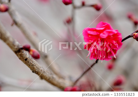 Early spring plum 133551823
