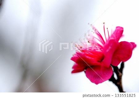 早春梅花 早春梅花 133551825