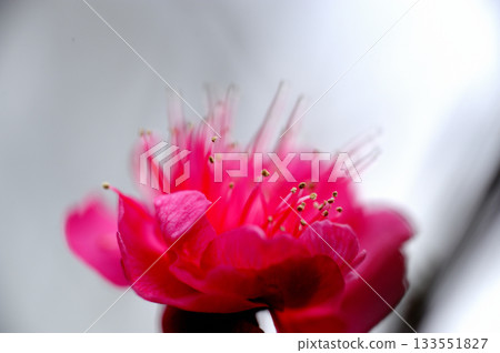 早春梅花 早春梅花 133551827