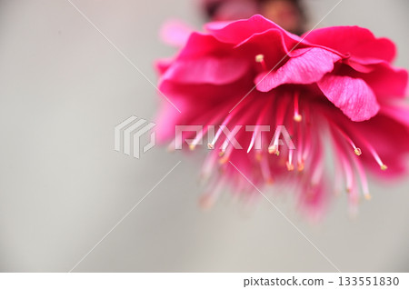 早春梅花 早春梅花 133551830