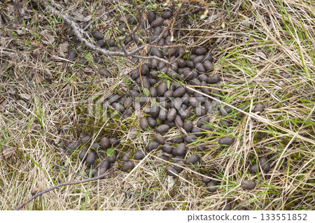 Moose droppings found in a grassy area of Norway during early spring 133551852