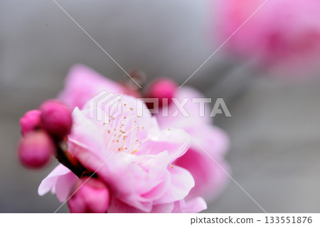 Welcome to spring 133551876