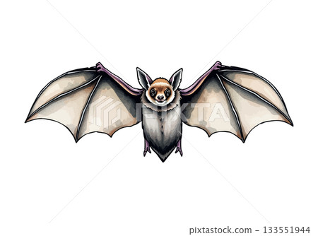 Vector illustration of a bat. 133551944