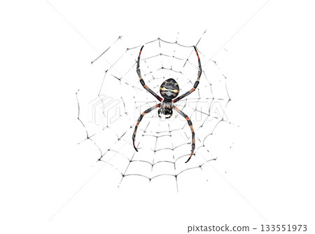 Vector illustration of the spider on the web. 133551973