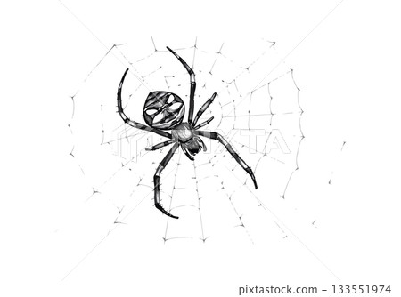 Vector illustration of the spider on the web. 133551974