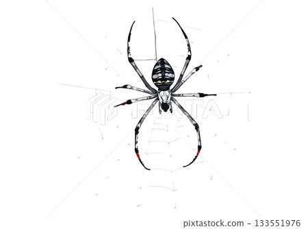 Vector illustration of the spider on the web. 133551976