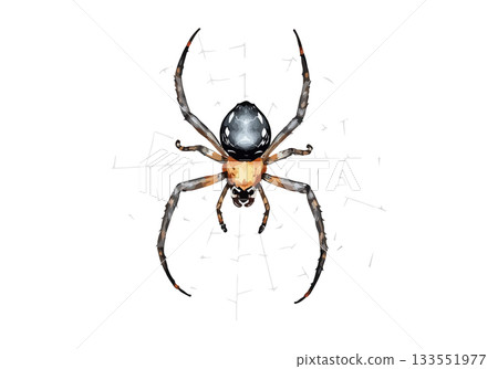Vector illustration of the spider on the web. 133551977
