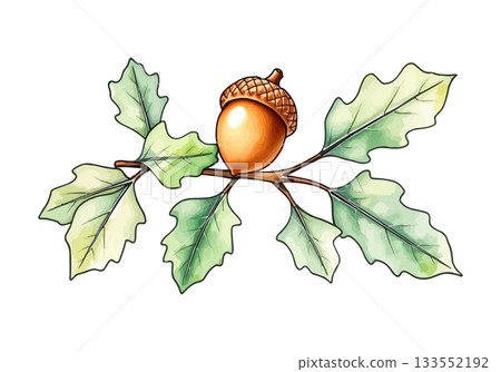 Watercolor vector illustration of an acorn. 133552192