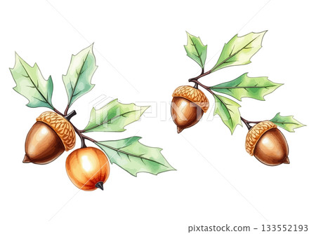 Watercolor vector illustration of an acorn. 133552193