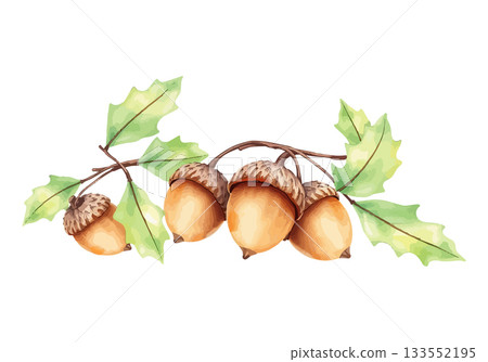 Watercolor vector illustration of an acorn. 133552195