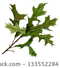 Green elegant brunch of oak leaves sketch by watercolor and line 133552284