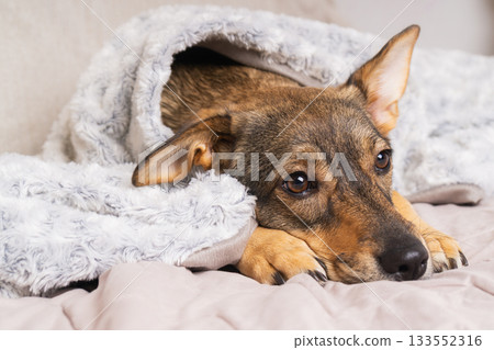 Cozy pet resting warmly under a soft blanket on a winter day at home Cozy pet resting warmly under a soft blanket on a winter day at home 133552316
