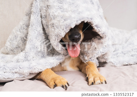 Cozy pet enjoys warm blanket on a cold winter day at home 133552317